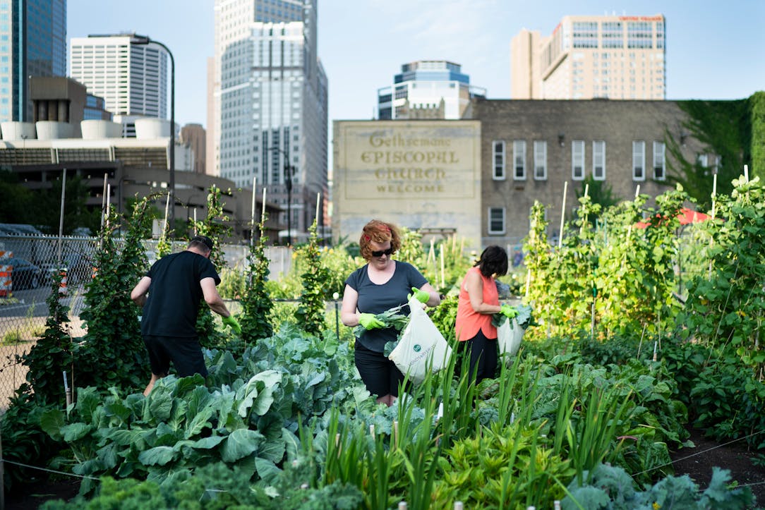 Gethsemane Community Garden Provides Urban Fresh Produce Oasis Amid Concrete Of Downtown Minneapolis Star Tribune
