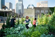 Nicole Pettit, center, picked collard greens at the Gethsemane Community Garden in downtown Minneapolis, Minn., on Tuesday, August 10, 2021, that will