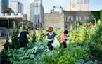 Nicole Pettit, center, picked collard greens at the Gethsemane Community Garden in downtown Minneapolis, Minn., on Tuesday, August 10, 2021, that will