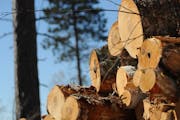 Four years after DNR’s own wildlife managers and foresters complained about logging quotas, the issue still shrouds the agency.