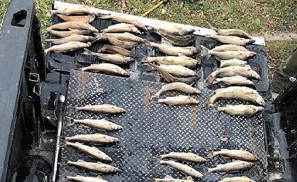 These fish were among the walleyes and saugers allegedly poached.