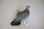 Mount of a spruce grouse.