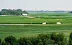 Corn grows on farmland in Dawson, Minn., in July 2021.