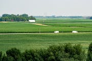Farmland filled with a corn crop, in Dawson, Minn., in July.