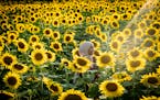 Nazera Mohamed posed for photos in the sunflower field at