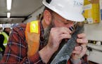 Brian Goldner, Talon Metals’ vice president of exploration, examined nickel-rich “drill core” in Tamarack, Minn. 