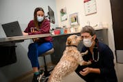 Canine patient Willa licked veterinarian Kristi Flynn during an exam Nov. 17 at the University of Minnesota Lewis Small Animal Hospital in Falcon Heig
