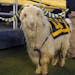 There have been 37 Navy goat mascots, all of them named Bill.