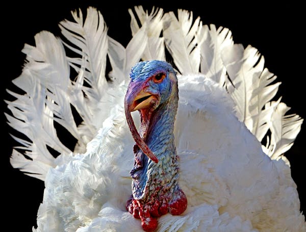 This guy didn’t win the 2021 Turkey of the Year. Who did? 