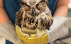 This owl is still slightly sleepy waking up after a procedure called imping to repair its tail feathers at the Raptor Center at the University of Minn