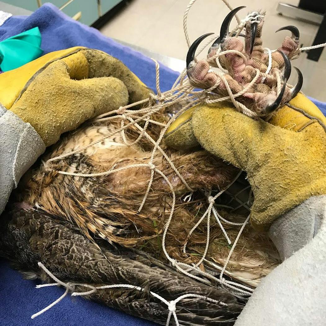 Another great horned owl, admitted to the Raptor Center after being caught in a soccer net.