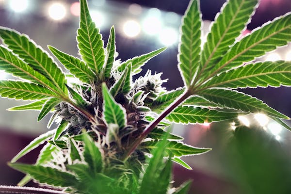 A mature marijuana plant.
