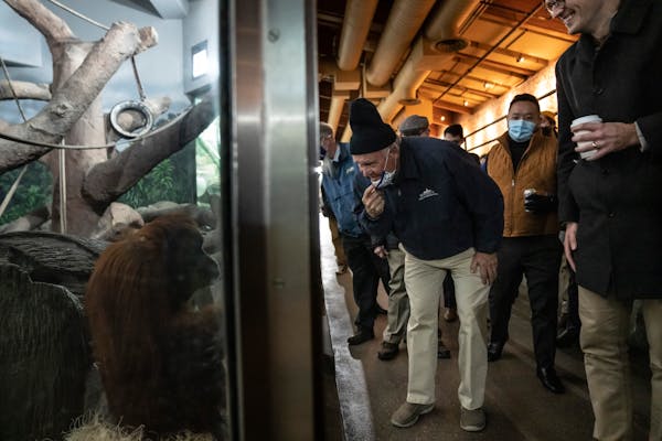 Rep. Dean Urdahl shared a moment with Amanda the orangutan at the Como Zoo during the Minnesota House’s bonding tour on Nov. 17. The Como Zoo was pi
