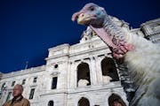 Gov. Tim Walk spoke as Harold the Thanksgiving turkey posed for photos Wednesday in front of the State Capitol in St. Paul.