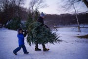 At Krueger’s Christmas Tree Farm in Lake Elmo, customers are being asked to reserve a time slot.