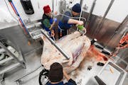 Workers processed a cow carcass in a “mobile slaughter unit” designed by the Washington-based company Friesla.