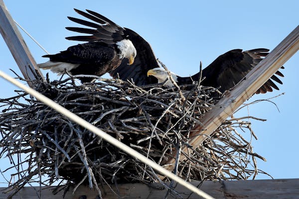 A pair of bald eagles sit on a nest. 