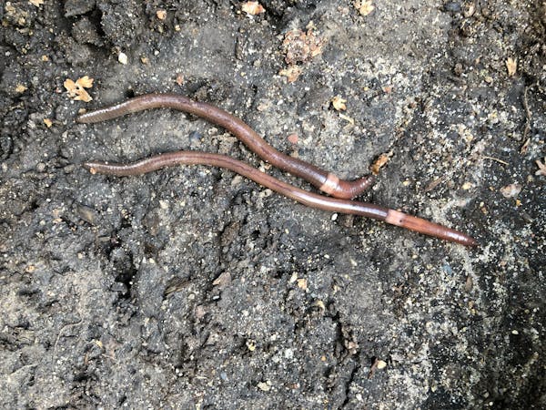 Minnesota's forests at risk as invasive jumping worms spread