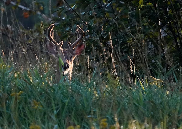 A young, whitetail buck paused in high grass after crossing a county road.