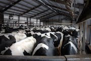 Dairy cows wait outside of the milking parlor at Daley Farms of Lewiston in February 2020.