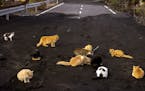 Survival: It’s not only honeybees that are struggling to survive the volcano on the Canary island of LaPalma. These abandoned cats searched for food