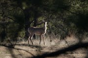 Testing for deer disease in the Brainerd lakes area will continue for several more hunting seasons because a whitetail recently tested positive for ch