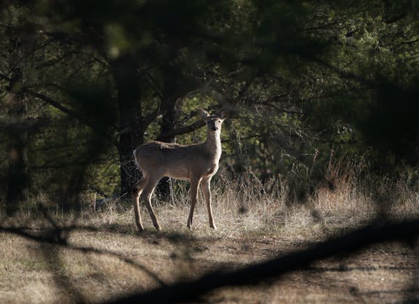 Testing for deer disease in the Brainerd lakes area will continue for several more hunting seasons because a whitetail recently tested positive for ch