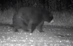 The big bear ambles by slowly in the Voyageurs Wolf Project’s clip.