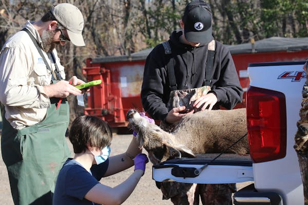 A Dakota County hunter cooperated with a CWD sampling crew in Hastings on opening day of the 2021 firearms season. Testing was mandatory on opening we