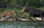 A mother moose returns to check on her pair of calves as she forages at dusk on Topaz Lake in the Boundary Waters Canoe Area Wilderness in July.