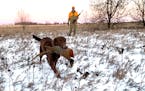 Joe LaFave of St. Paul, with his Chesapeake Bay retriever, Beatrice, hunting successfully on a frigid December day in west-central Minnesota.