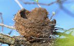 A new book helps you learn to identify bird nests, like this robin’s nest.