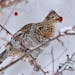 00515-079.08 Ruffed Grouse is feeding on crabapples during a winter snow storm. Food, fruit, habitat, landscape, hunt, cold, survive.