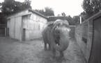 This image from video provided by National Academy of Sciences shows then-34-year-old female Asian elephant Happy touching the mark on her head. That 