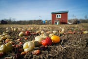 Although the crops had all been harvested, several employees of the HAFA Farm were busy on the property getting ready for winter in November 2020. The
