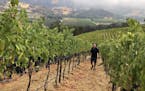 Michael Oracecz walked the rows picking sample bunches of grapes for testing on Aug. 31 in Geyserville, Calif., at Mila Family Vineyards. While the re