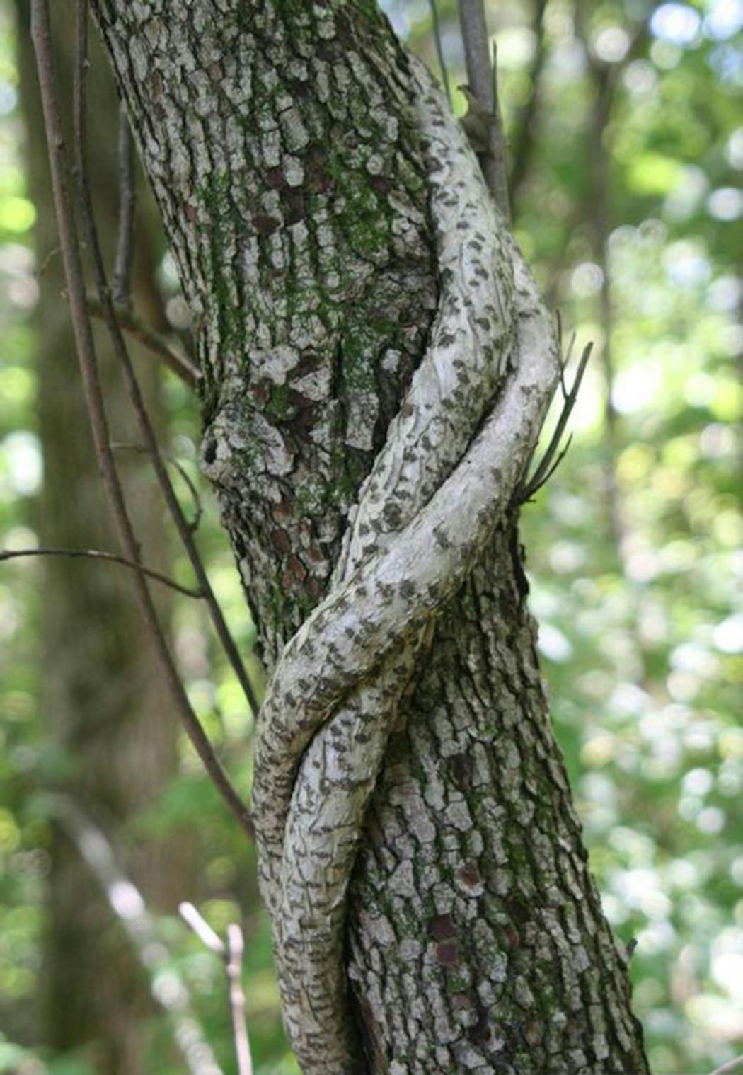 Oriental bittersweet “girdles” nearby trees, strangling them of their ability to absorb water and nutrients.