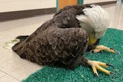 This male bald eagle was brought in December from Cass County into The Raptor Center. Blood work came back showing blood lead levels at 4.0 parts per 