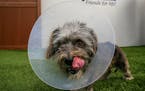Elizabethan collars (better known in the pet world as cones of shame) can be uncomfortable for dogs and cats. There are other options to try. 