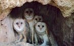 The barn owl family found in LaCrosse, Wis., in October.