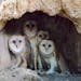 The barn owl family found in LaCrosse, Wis., in October.