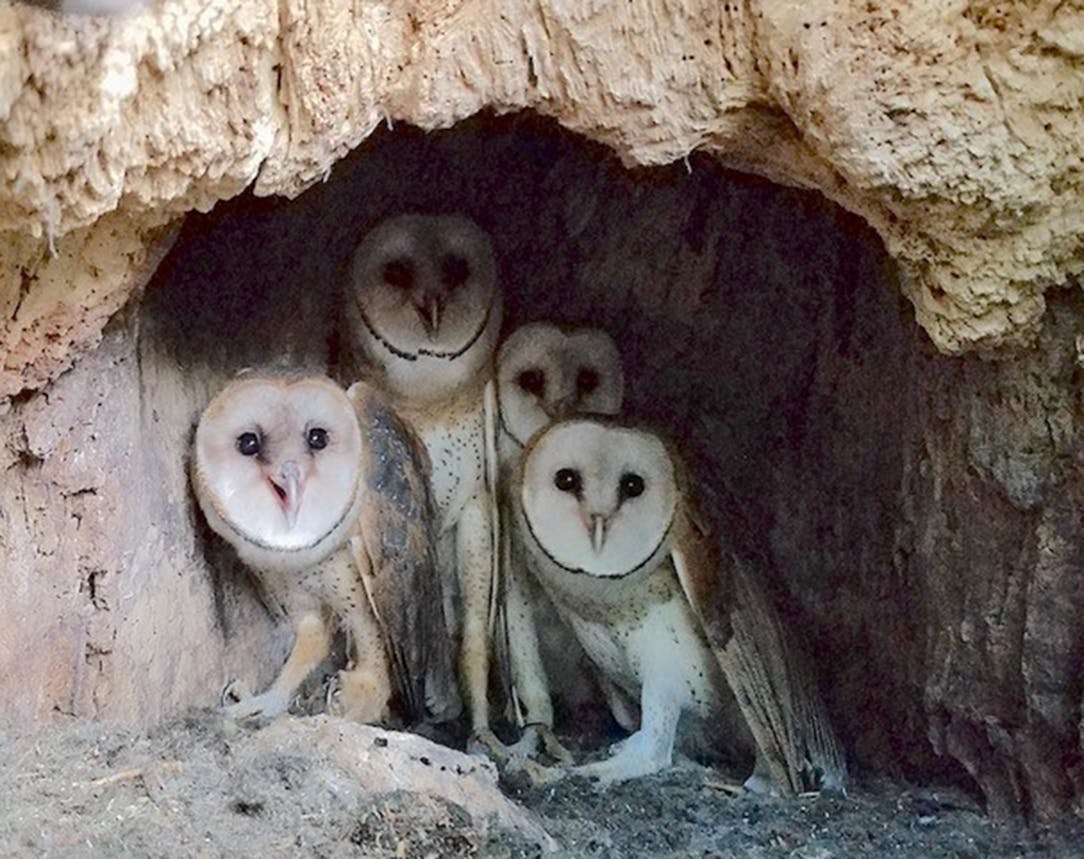 Recordings show an unexpected number of barn owls in Minnesota