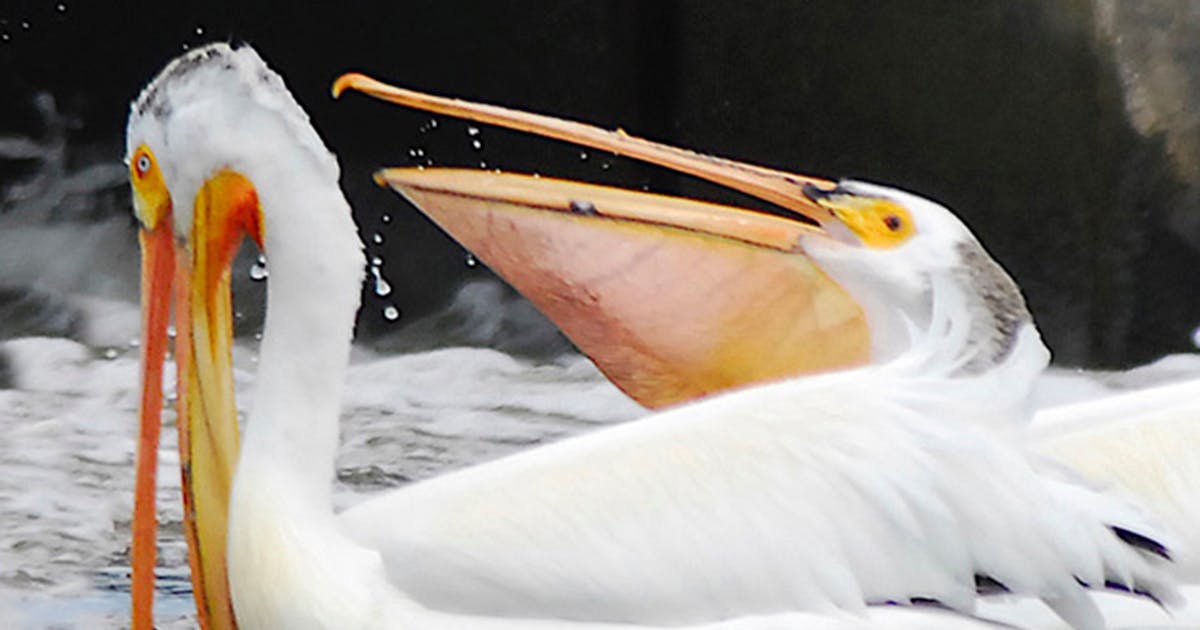 Pelicans use that big pouch to catch fish