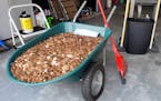 A wheelbarrow filled with some of the 91,500 pennies dumped in the driveway of a former worker at a Georgia auto repair shop.
