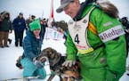 Ryan Redington pet each of his dogs after winning the John Beargrease Sled Dog Marathon in January 2020. Redington’s sled dog team was hit by a snow