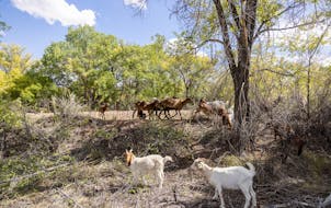 The Sandia Pueblo Tribe brought a herd of goats to help clear potentially dangerous wildfire fuel. 