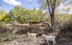 The Sandia Pueblo Tribe brought a herd of goats to help clear potentially dangerous wildfire fuel. 