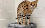 In this photo provided by the MSPCA, an African Serval named “Bruno” is seen Wednesday, Jan. 12, 2021, in Boston, Mass. The wild cat was captured 