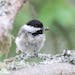 A black-capped chickadee with a seed.