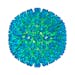 An illustration of the outer coating of the Epstein-Barr virus, one of the world’s most common viruses. New research is showing stronger evidence th